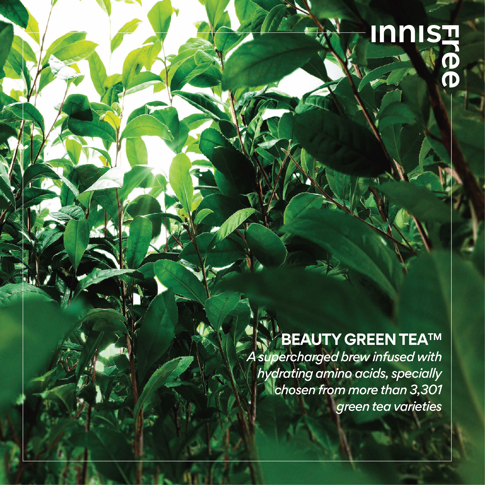 INNISFREE Green Tea Seed Hyaluronic Cream 50ml