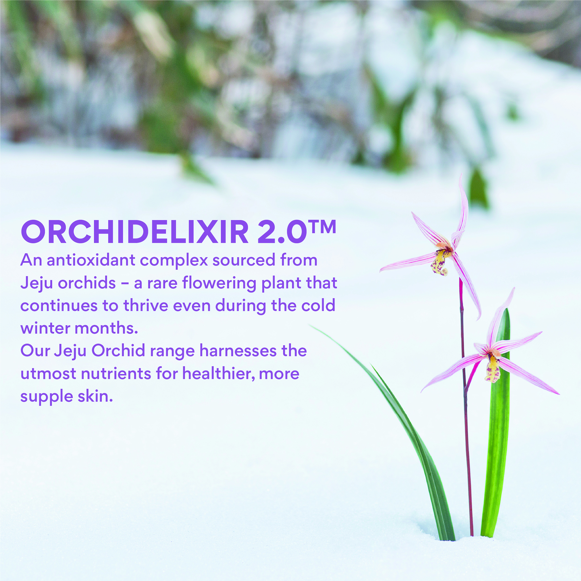 INNISFREE Jeju Orchid Enriched Cream 50ml