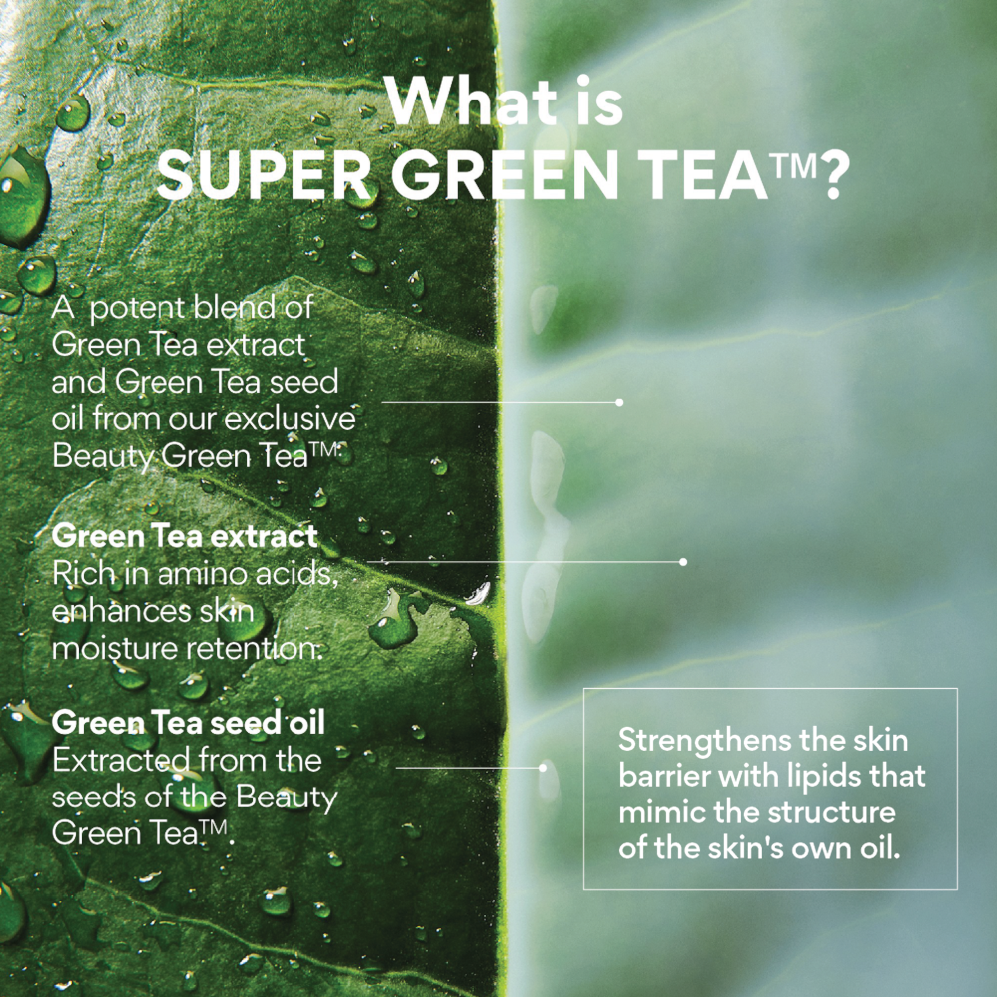 Innisfree Green Tea Ceramide Mist